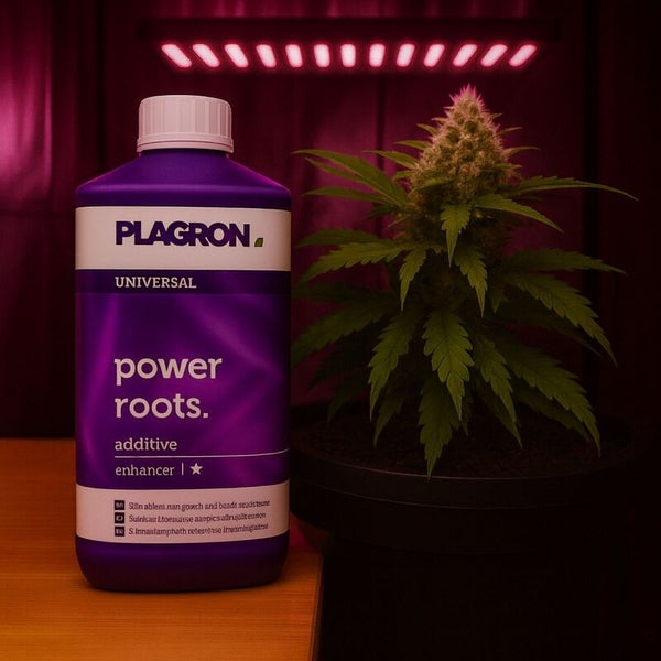 Plagron Universal Power Roots Additiv für Pflanzen und Topfpflanze unter einer Pflanzenlampe.