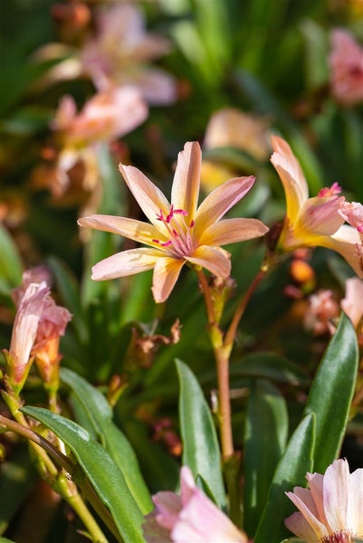 Lewisia longipetala 'Little Peach', pfirsichfarben, ca. 9x9 cm Topf