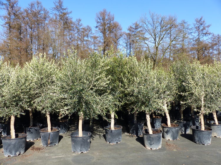 6x Olivenbaum Olive 20 Jahre 180 - 220 cm, beste Qualität, Stammumfang 20 - 30 cm, winterhart, Olea Europaea