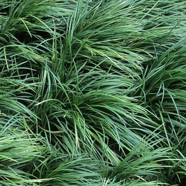 Nahaufnahme von Ziergras für den Garten