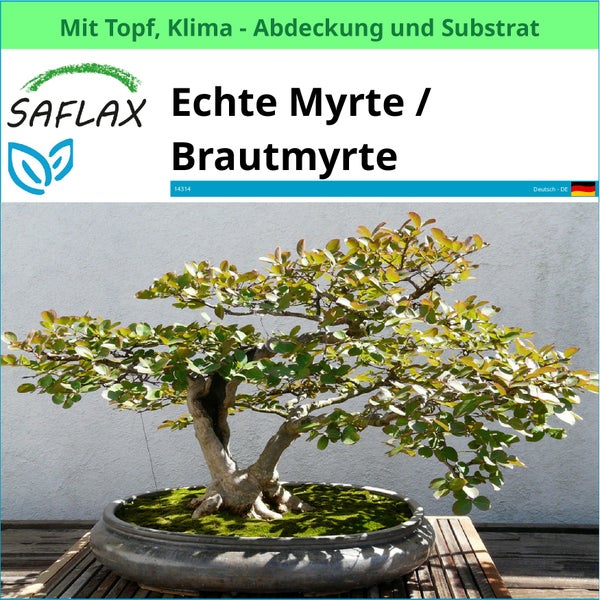 Echte Myrte beziehungsweise Brautmyrte im Topf