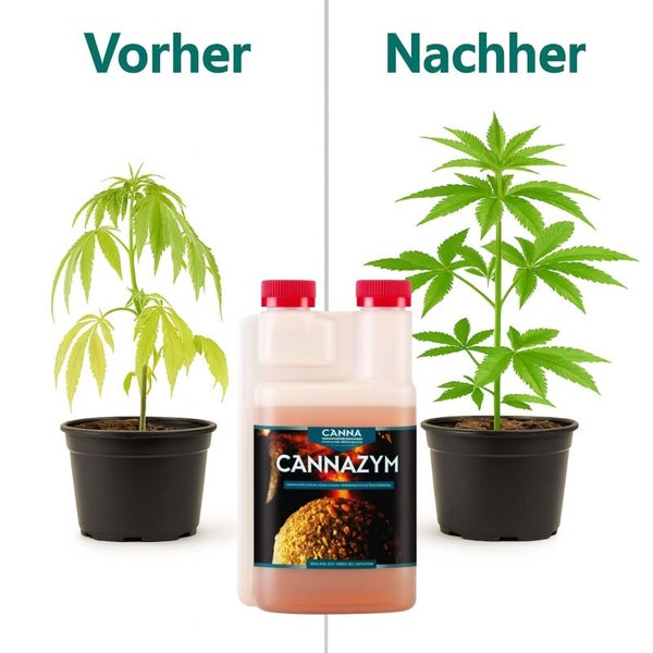 Vorher und Nachher Vergleich einer Pflanze mit Canna Cannazym Pflanzenstärkungsmittel zur Optimierung des Wurzelbereichs