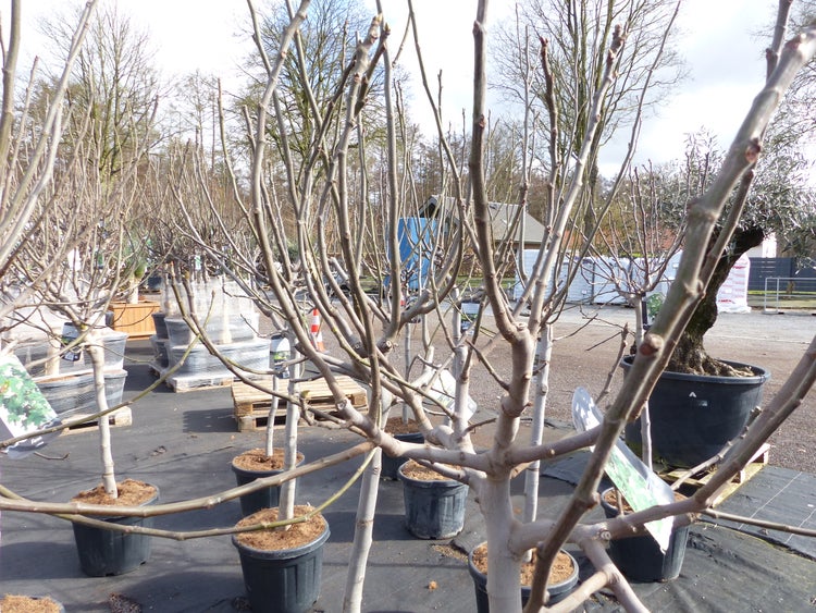 Feigenbaum 180 cm Stammumfang 13 - 16 cm, winterhart, kräftiger Stamm, Ficus Carica, Feige, Obst