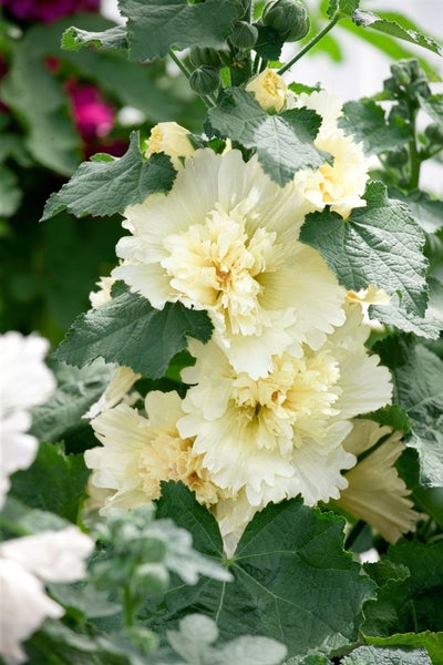 Alcea x hybrida 'Parkallee', Stockrose, rosa, ca. 11x11 cm Topf