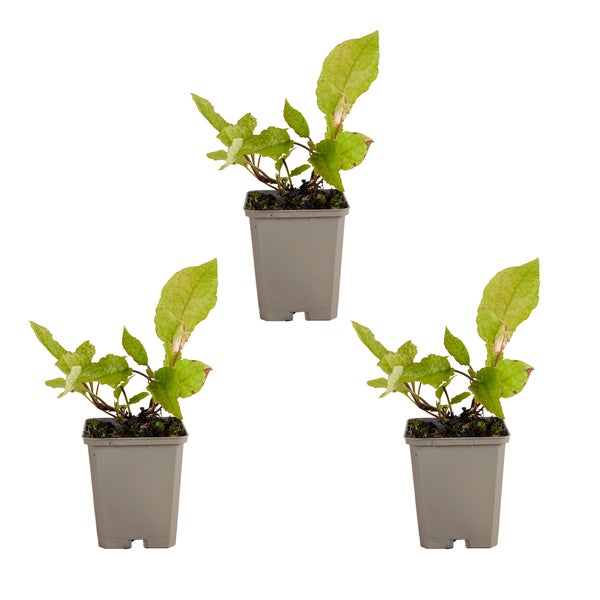 Bloomique - 3er Set - Symphytum Grandiflorum - Beinwell - Gartenpflanzen - Winterhart - Höhe 10-20 cm - Topf 9x9 cm