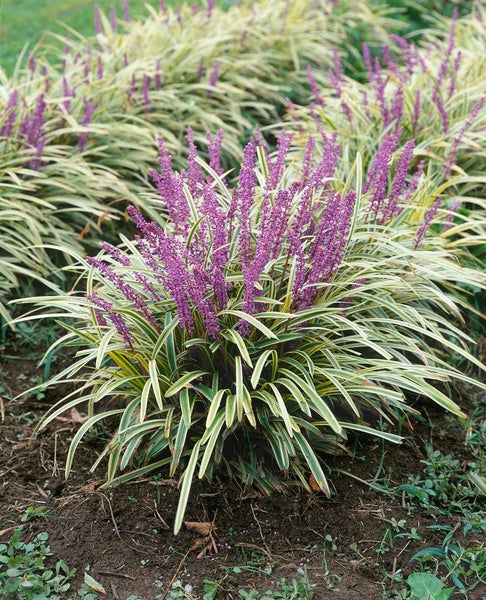Liriope muscari, Lilientraube, immergrün, ca. 9x9 cm Topf