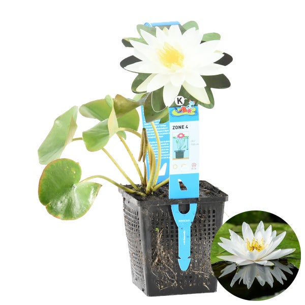 Nymphaea 'Marliacea Albida' – Seerose – Winterheart – Zone 4 – ⌀11 cm - ↕25-35 cm
