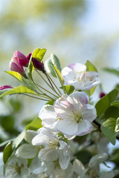 Apfelblüten an einem blühenden Apfelbaum im Frühling.
