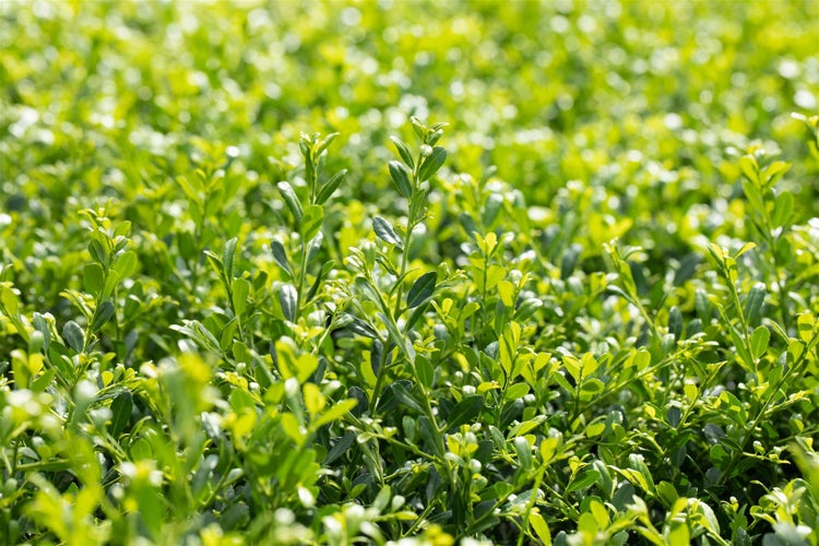 Ilex crenata 'Stokes', Japanische Stechpalme, immergrün, 40–60 cm