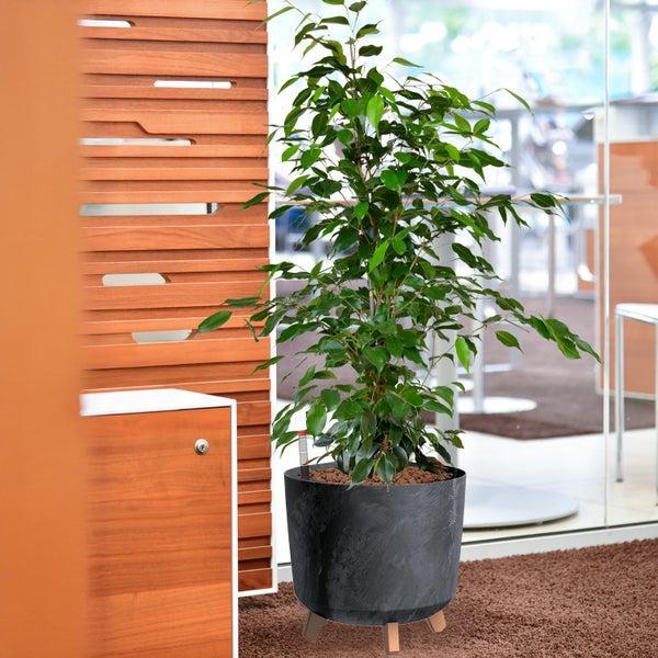 Zimmerpflanze in Topf auf Füßen in Büroumgebung