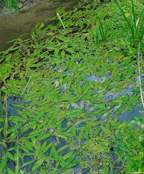Teich mit schwimmenden Wasserpflanzen