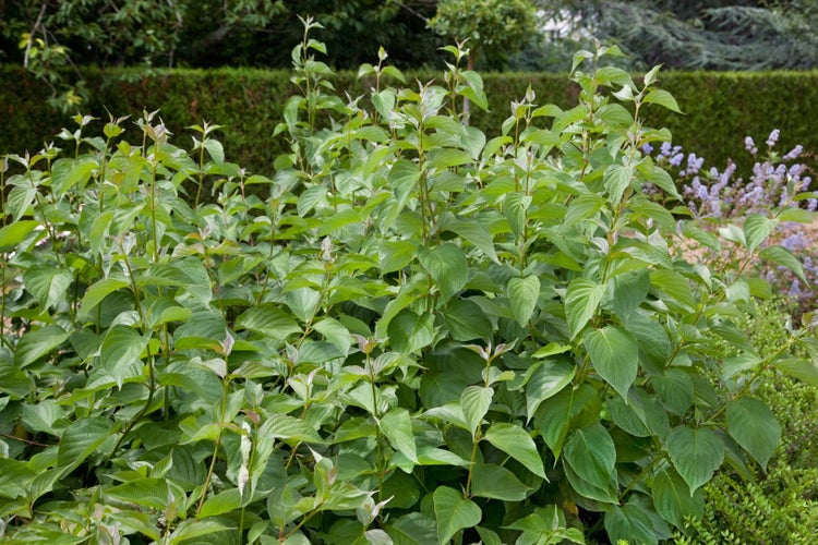 Grüner Hartriegelstrauch im Garten.