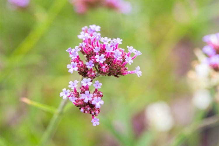 Verbena bonariensis 'Lollipop', Eisenkraut, violett, ca. 9x9 cm Topf