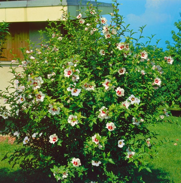 Hibiscus syriacus 'Red Heart', Gartenhibiskus, weiß-rot, 60–80 cm