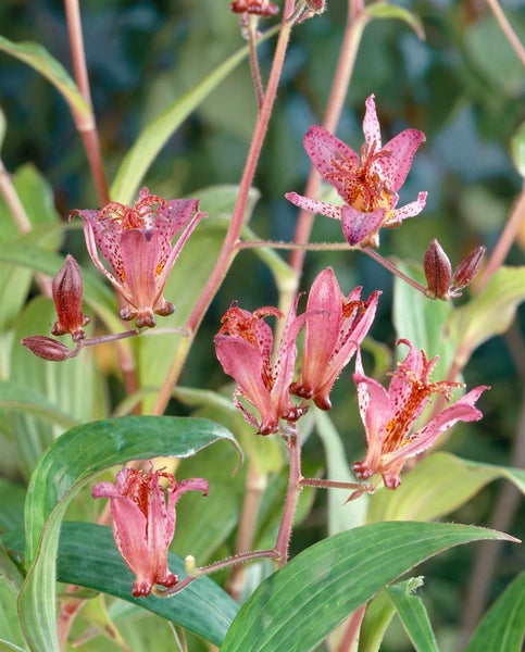 Tricyrtis hirta, Krötenlilie, exotisch, ca. 9x9 cm Topf