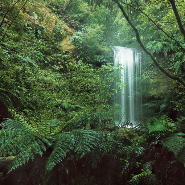 Dichte Vegetation mit Wasserfall im Wald