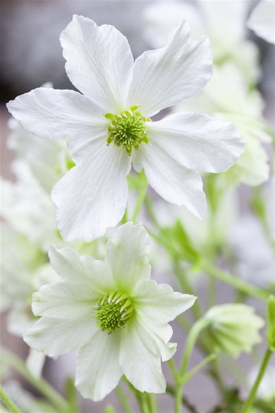 Clematis Hybride 'Early Sensation', immergrün, weiße Blüten, 60–100 cm
