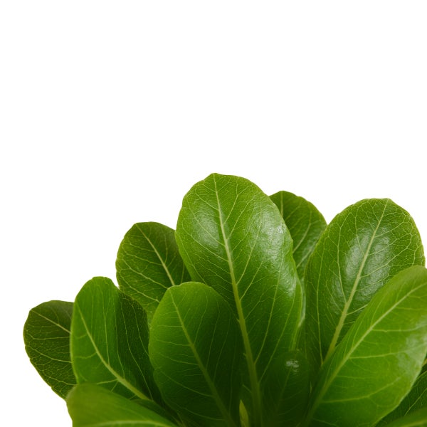 Bloomique – Brighamia Insignis – Hawaii-Palme – Zimmerpflanzen – Luftreinigend – Pflegeleicht – Topf 12 cm – 25–35 cm hoch