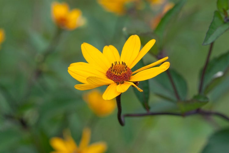 Heliopsis helianthoides 'Summer Nights', Sonnenauge, gelb, ca. 11x11 cm Topf