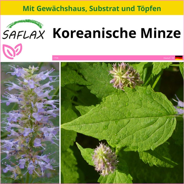 SAFLAX Anzucht Set - Koreanische Minze - Agastache rugosa - 1200 Samen - Mit Mini-Gewächshaus, Anzuchtsubstrat und 2 Töpfen