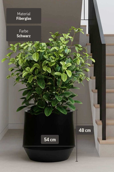 Schwarzes Pflanzgefäß aus Fiberglas mit grüner Pflanze neben einer Treppe, Maße 54 Zentimeter mal 48 Zentimeter.