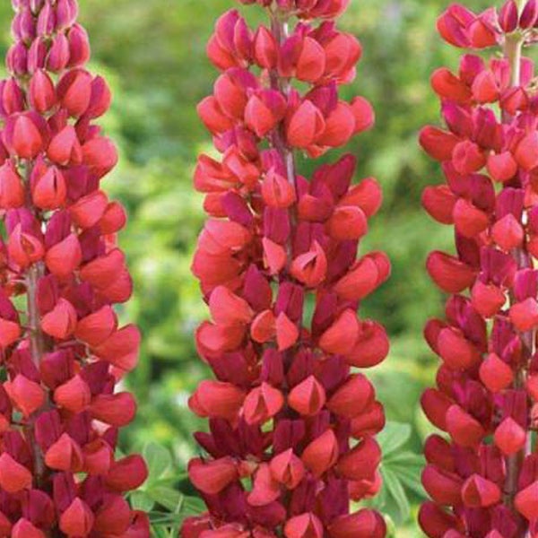 Drei rote Lupinen im Nahbereich