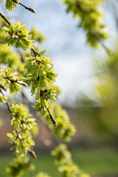 Ulmus glabra 'Pendula', Hänge-Ulme, 180 cm Stammhöhe