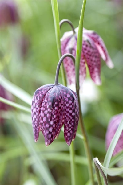 Fritillaria meleagris, Schachbrettblume, ca. 9x9 cm Topf, einzigartig