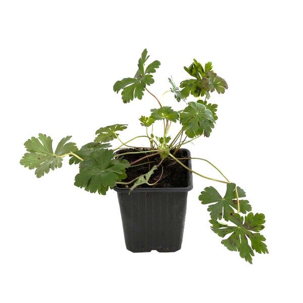 Geranium Pflanze im Topf