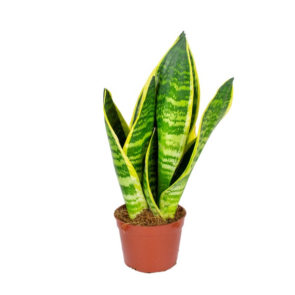 Sansevieria 'Superba' pro Action | Raumapflanze im Grower's Pot cm9 cm - -3020-30 cm