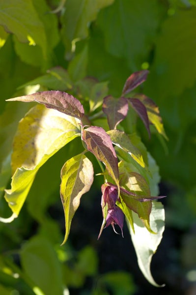 Blätter und Blüten einer Kletterpflanze im Garten