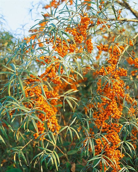 Hippophae rhamnoides 'Askola', Sanddorn, 40–60 cm, vitaminreich