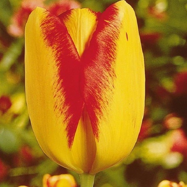 Gelbe Tulpe mit roter Zeichnung