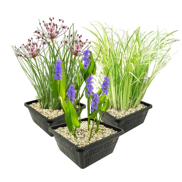 Set aus drei verschiedenen Wasserpflanzen wie Schwanenblume, Hechtkraut und Kalmus in schwarzen Teichkörben mit hellem Kies.