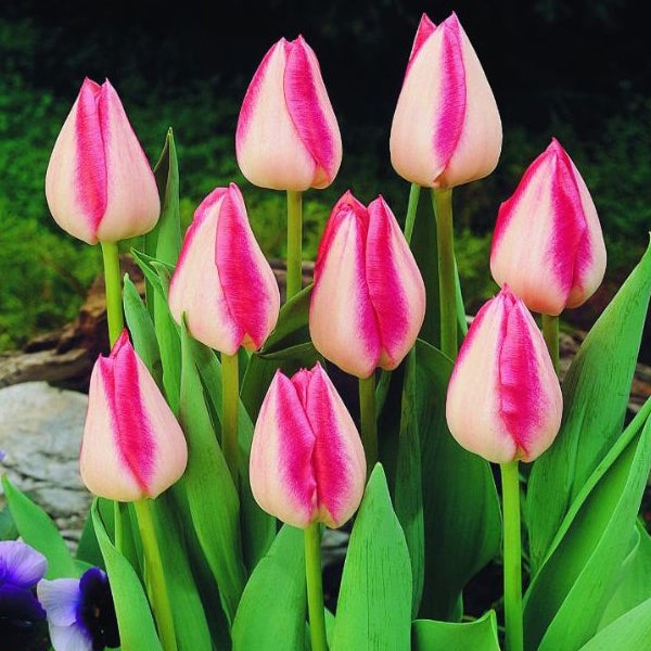 Nahaufnahme von Tulpenblüten im Garten.