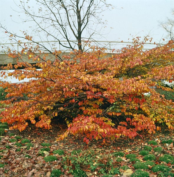 Parrotia persica, Eisenholzbaum, 40–60 cm, leuchtend rote Herbstfärbung