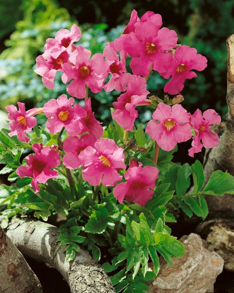 Incarvillea delavayi, Rosentrichterwinde, rosa Blüten, ca. 11x11 cm Topf