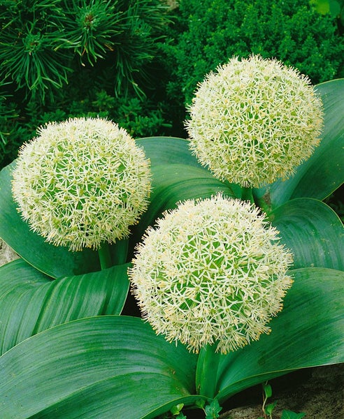 Blütenstand des Zierlauchs mit runden Blütenköpfen und grünen Blättern