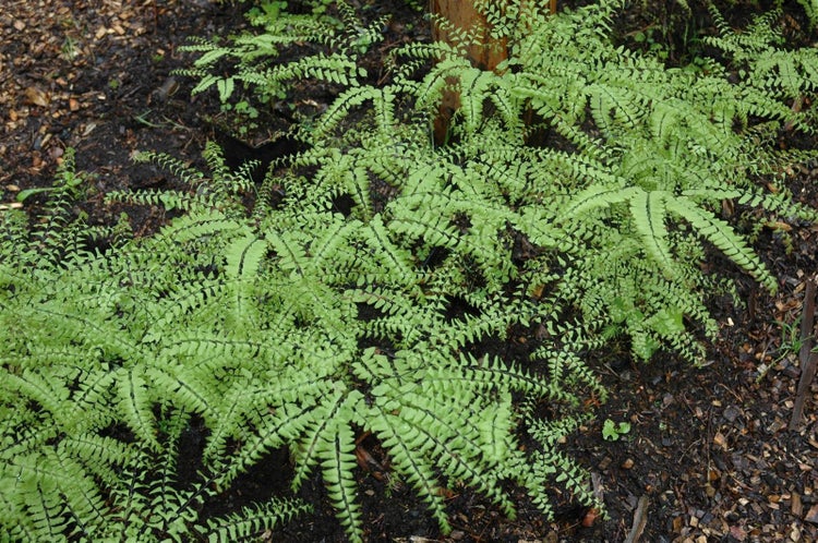 Adiantum pedatum, Frauenhaarfarn, ca. 9x9 cm Topf