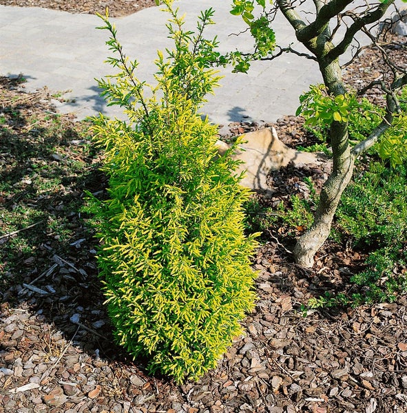 Juniperus communis 'Gold Cone', Wacholder, goldgelb, 60–80 cm