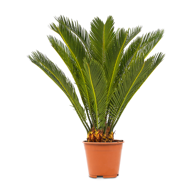1x WL Cycas P17H65