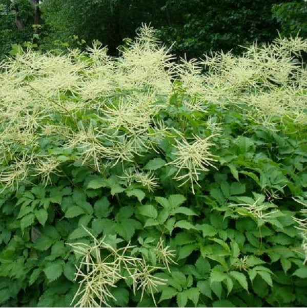 Nahaufnahme einer Aruncus dioicus Pflanze mit grünen Blättern und weißen Blüten