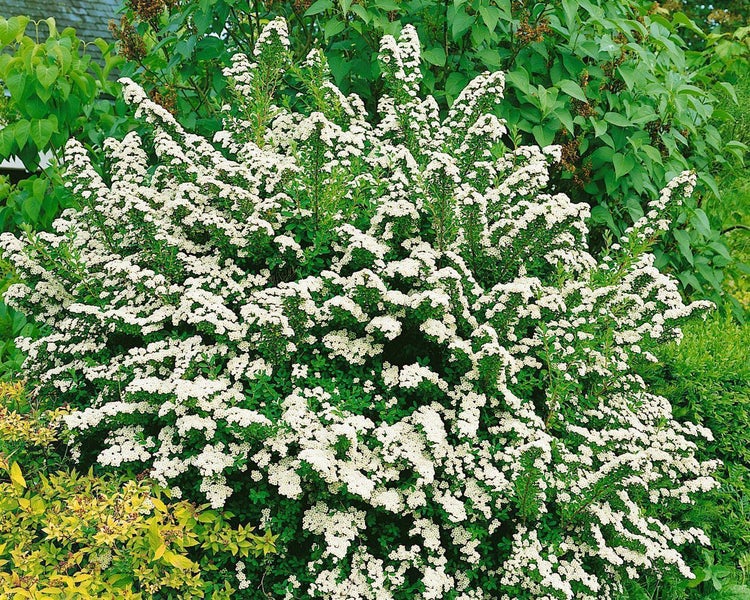 Blühender Spierstrauch mit weißen Blüten und grünen Blättern