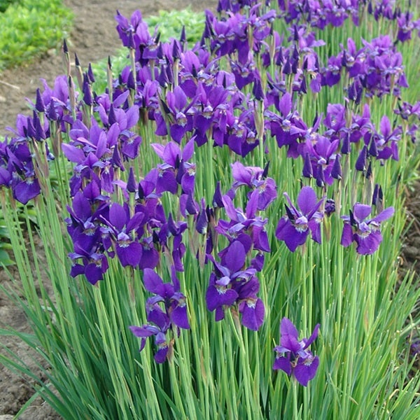 Blühende blaue Sumpf-Schwertlilien im Gartenbeet