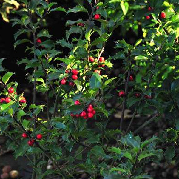 Stechpalmenstrauch mit Blättern und roten Beeren