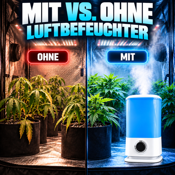 Vergleichsbild für Growbox mit und ohne Luftbefeuchter für die Pflanzenzucht mit LED Beleuchtung und Pflanzen in Stofftöpfen.