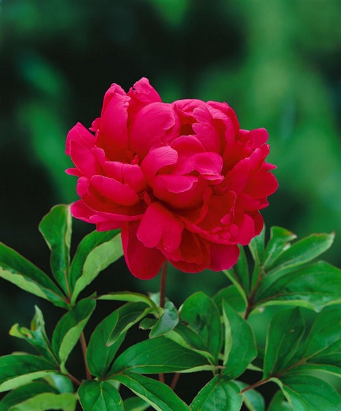 Paeonia lactiflora 'Adolphe Rousseau', Pfingstrose, rot, ca. 11x11 cm Topf