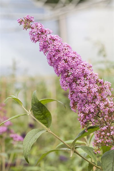 Buddleja davidii 'Pink Delight', Schmetterlingsflieder, rosa, 40–60 cm