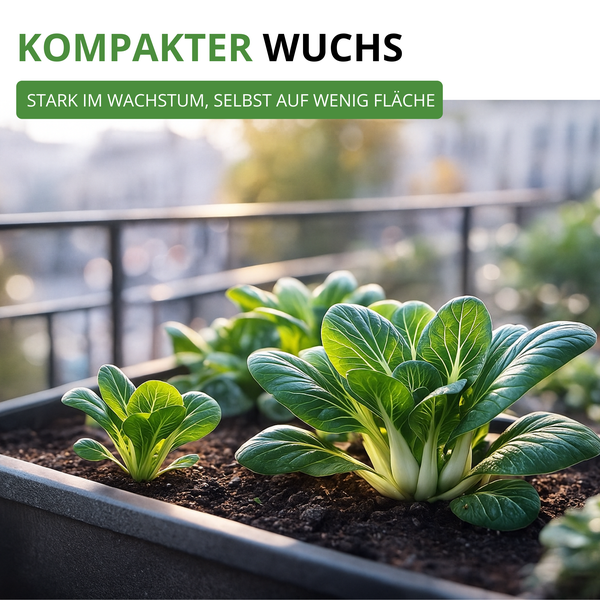 Pak Choi mit kompaktem Wuchs in einem Balkonkasten, stark wachsend auf kleiner Fläche.
