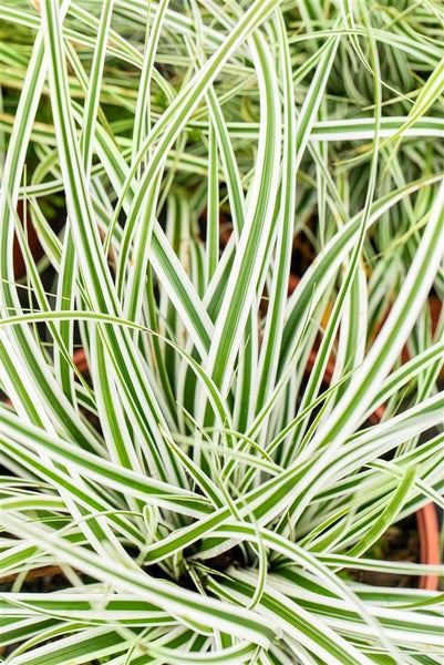 Carex oshimensis 'Everest', Japan-Segge, grün-weiß, ca. 9x9 cm Topf